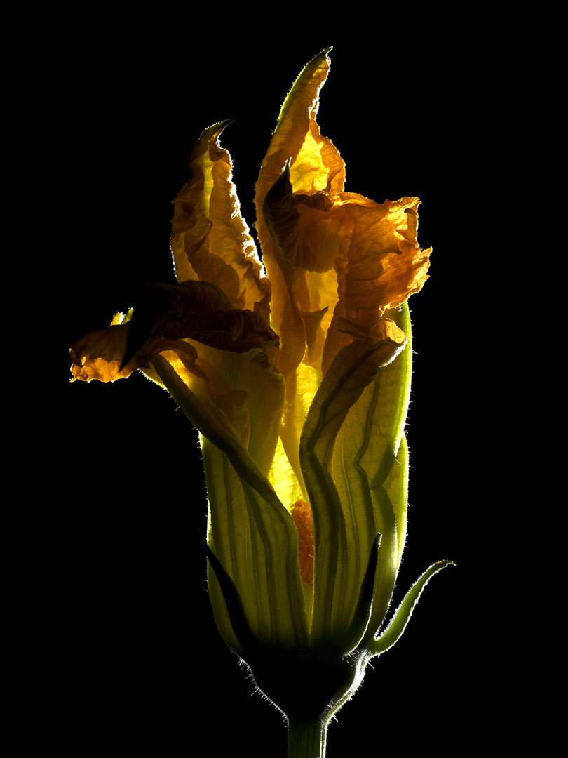 copyright Oriani & Origone - Food – Personal