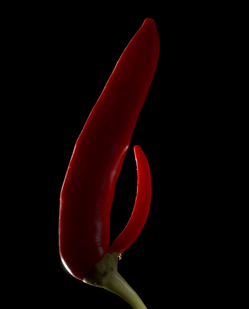 copyright Oriani & Origone - Food – Personal