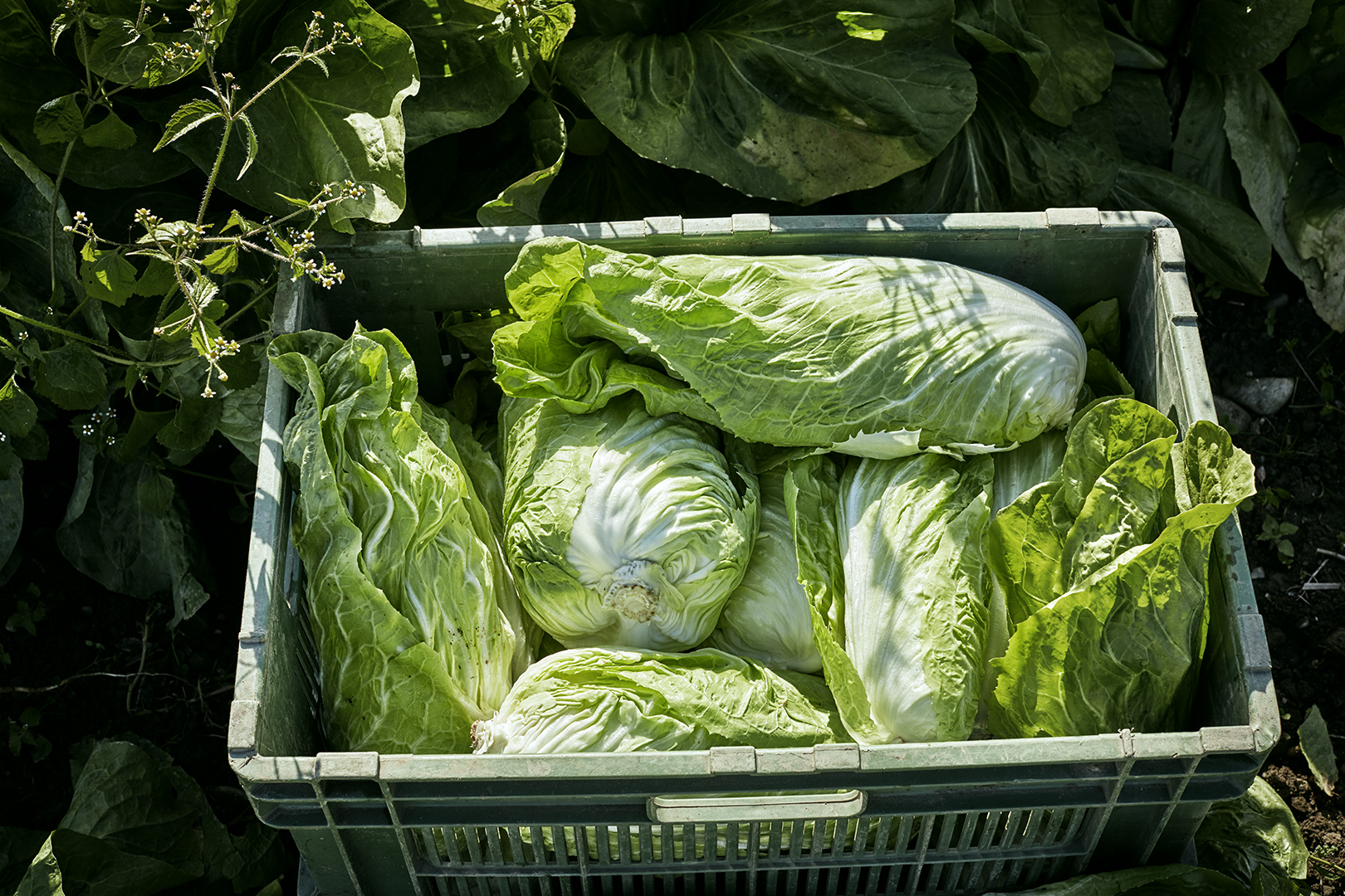 copyright Sylvan Müller - Naturaplan