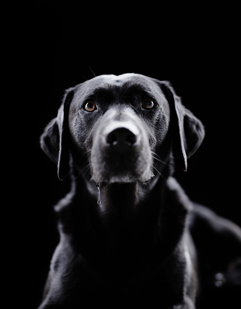 copyright Sylvan Müller - Hunde Transhelvetica