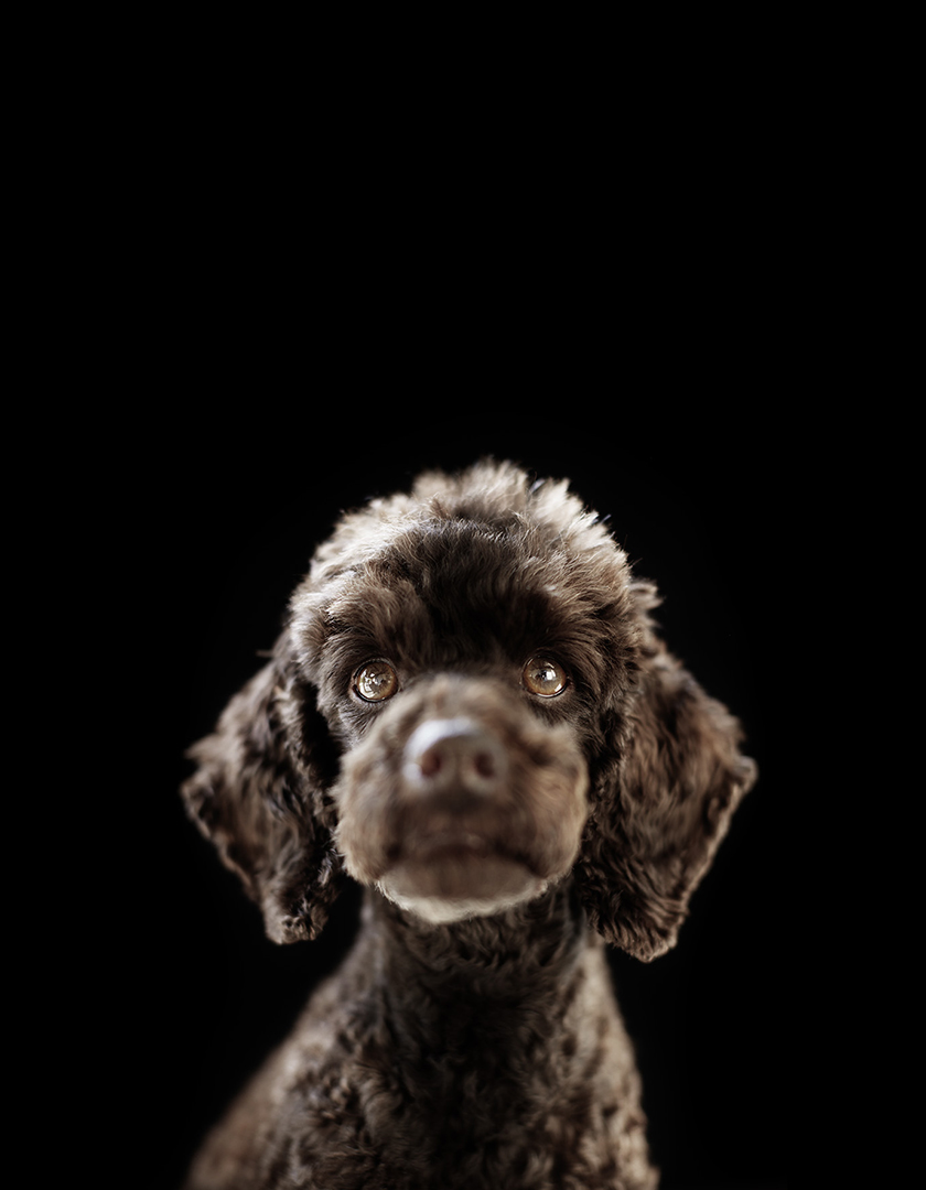 copyright Sylvan Müller - Hunde Transhelvetica