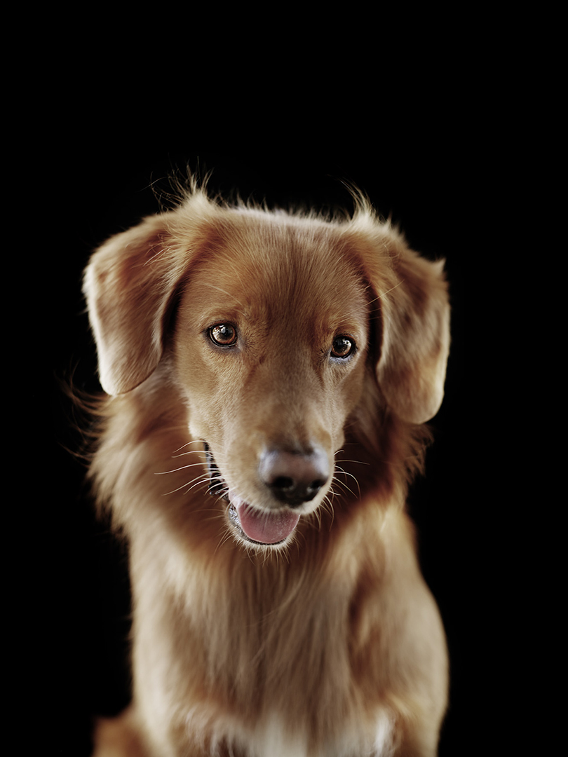 copyright Sylvan Müller - Hunde Transhelvetica