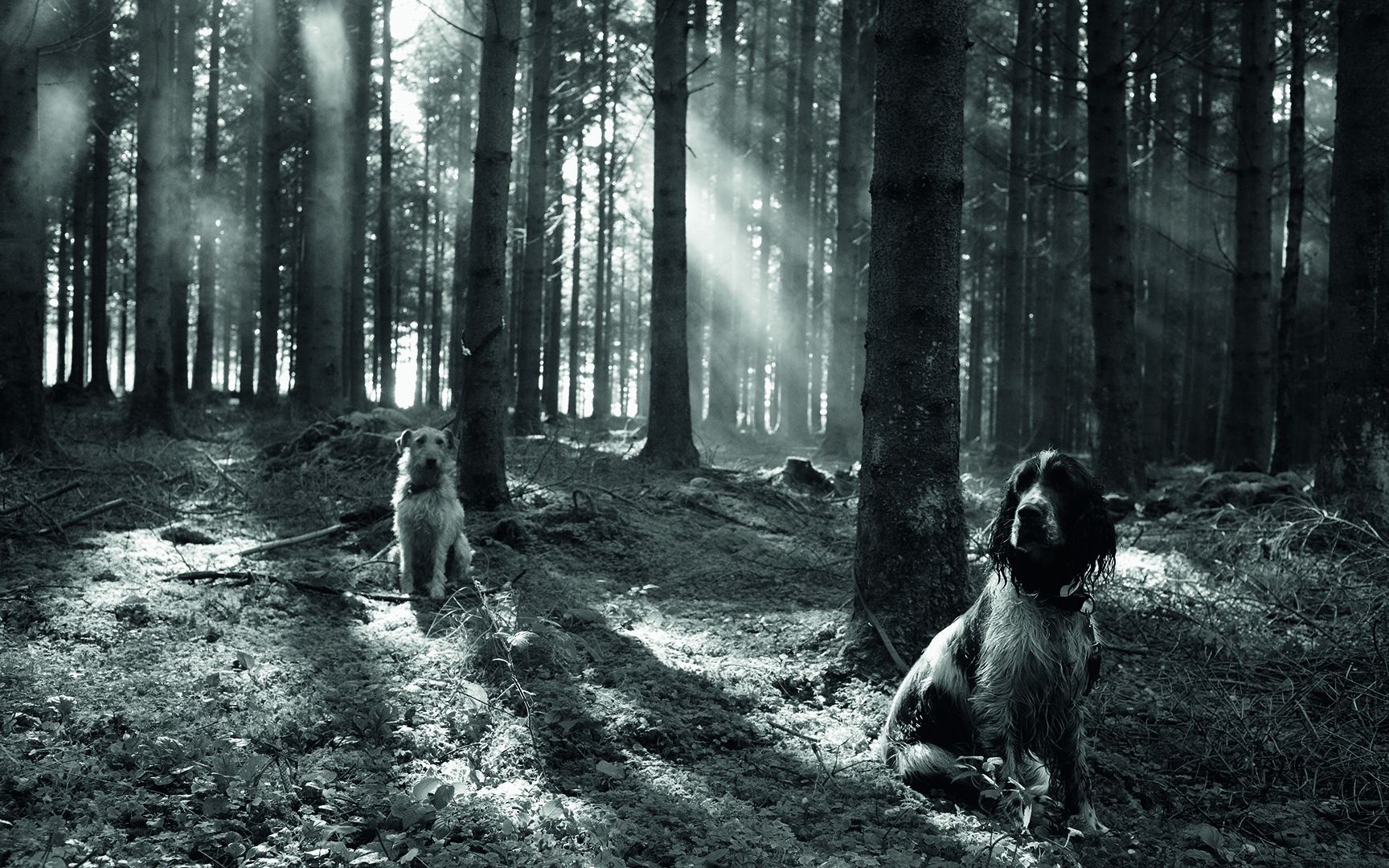 copyright Sylvan Müller - Werner Tobler