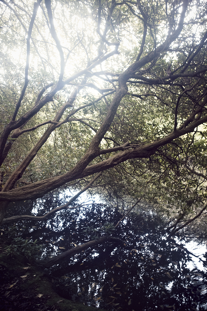 copyright Maurice Haas -