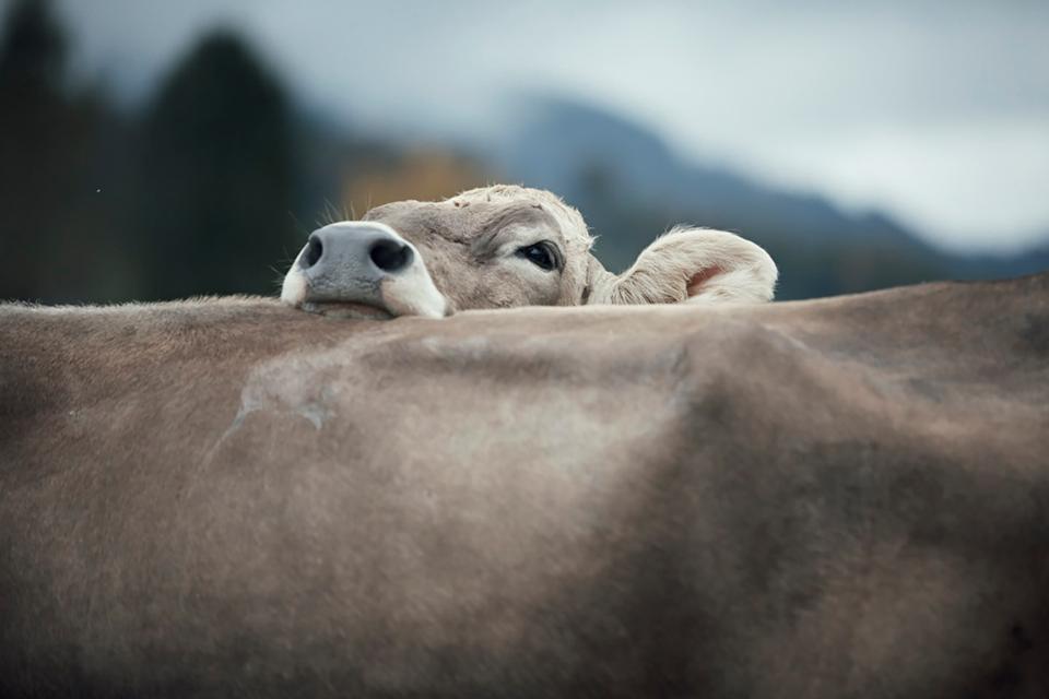 Copyright Maurice Haas