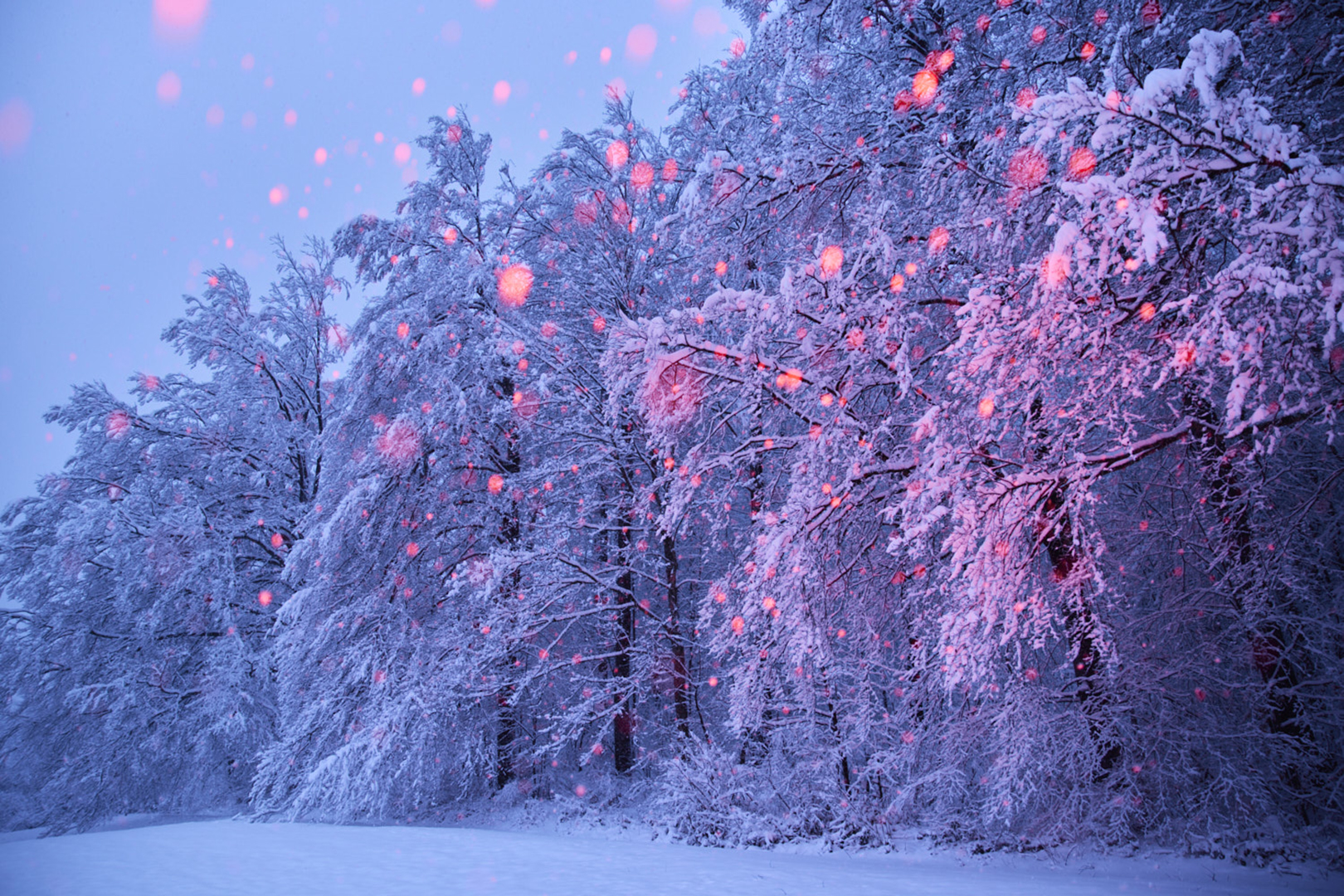 copyright Maurice Haas - Disco Trees