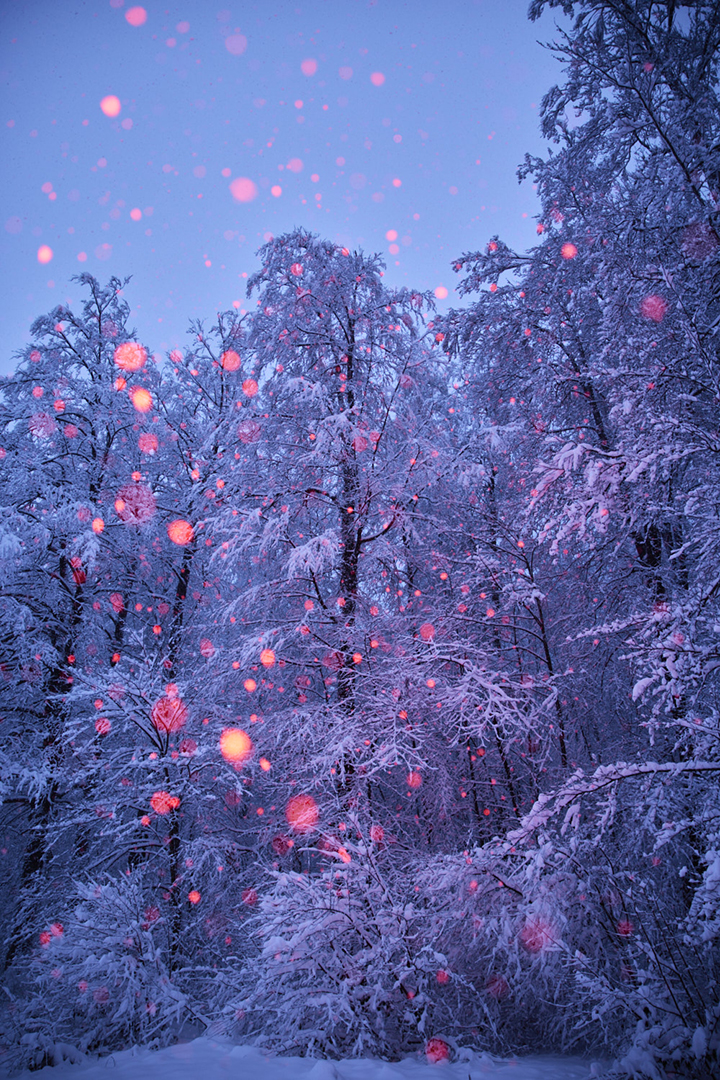 copyright Maurice Haas - Disco Trees