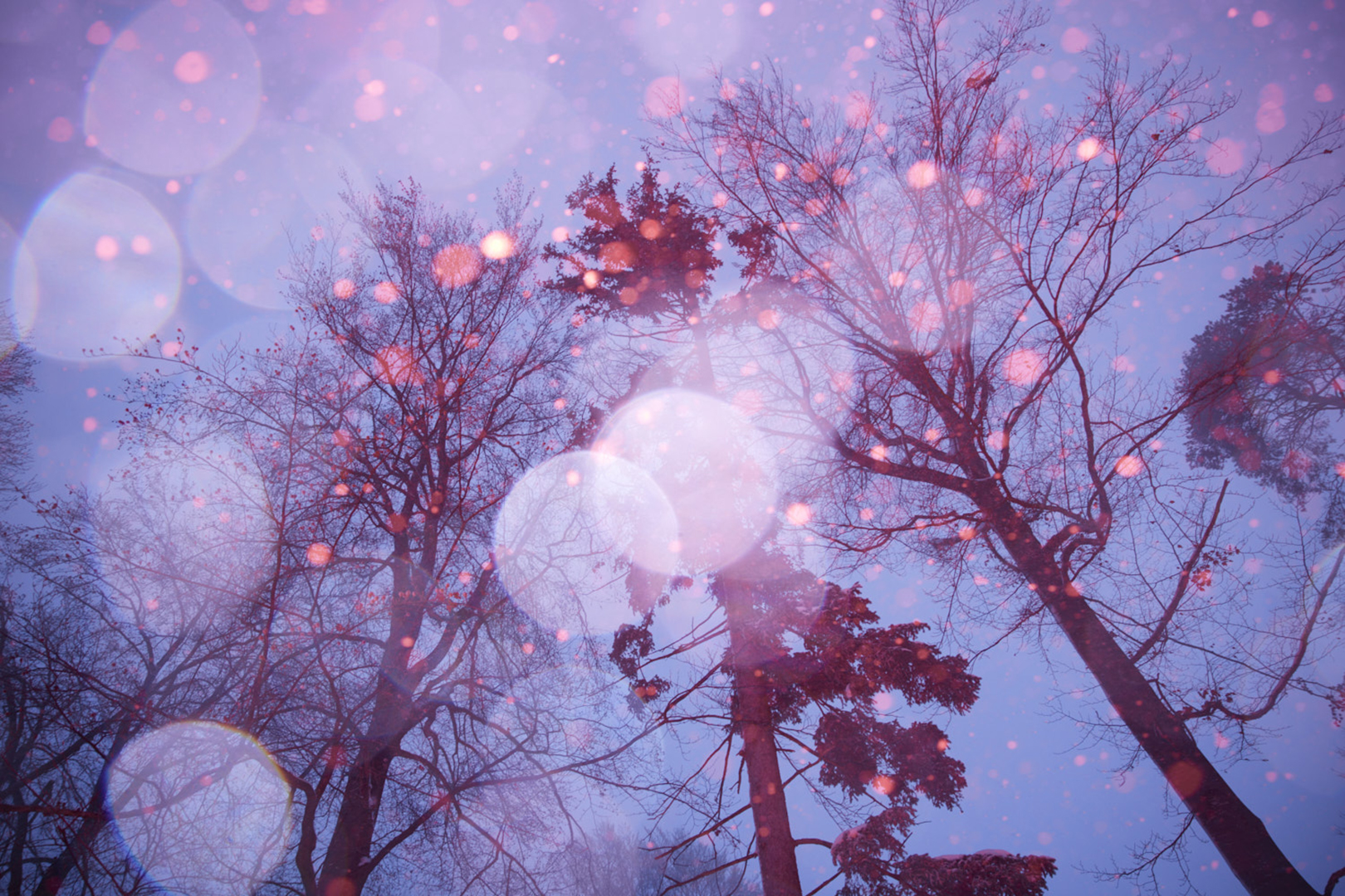 copyright Maurice Haas - Disco Trees