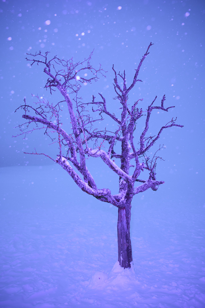 copyright Maurice Haas - Disco Trees