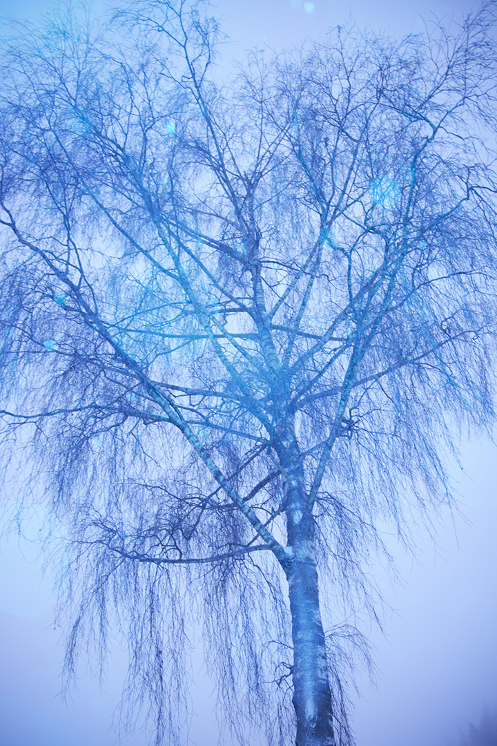 copyright Maurice Haas - Disco Trees