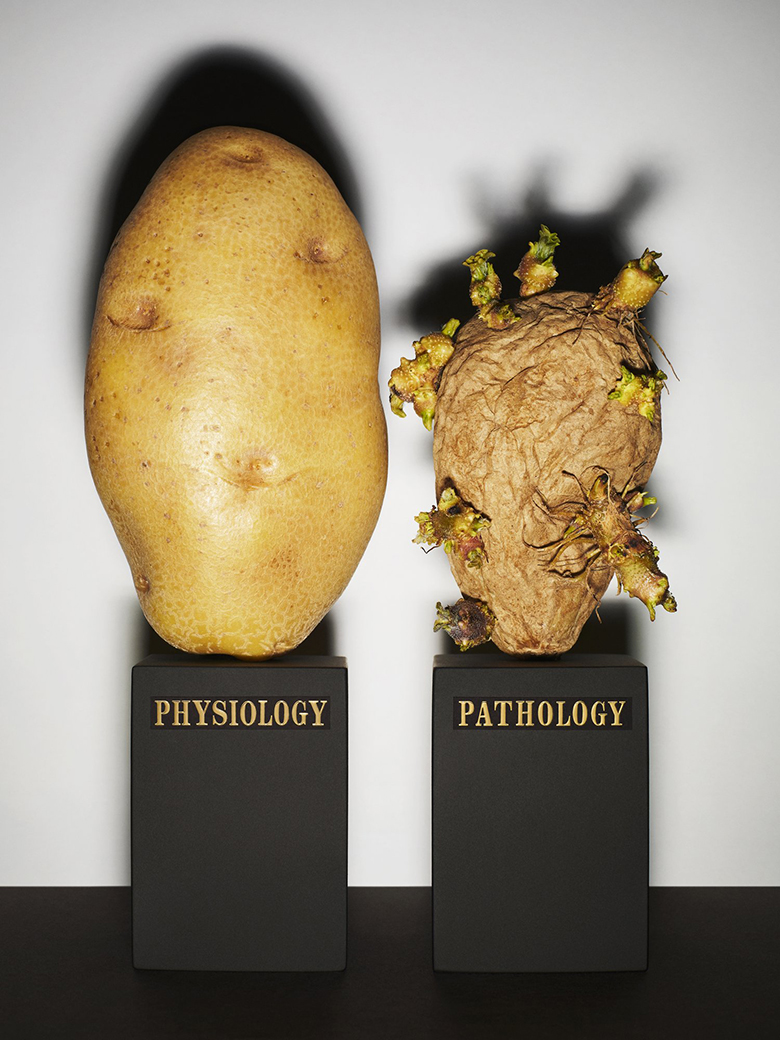 copyright Bela Borsodi - Physiology – Pathology